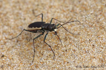 Cicindela marginipennis